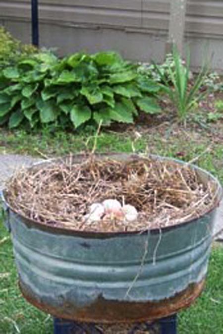 chicken-nesting-boxes